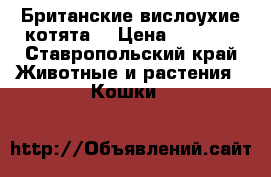 Британские вислоухие котята) › Цена ­ 1 800 - Ставропольский край Животные и растения » Кошки   